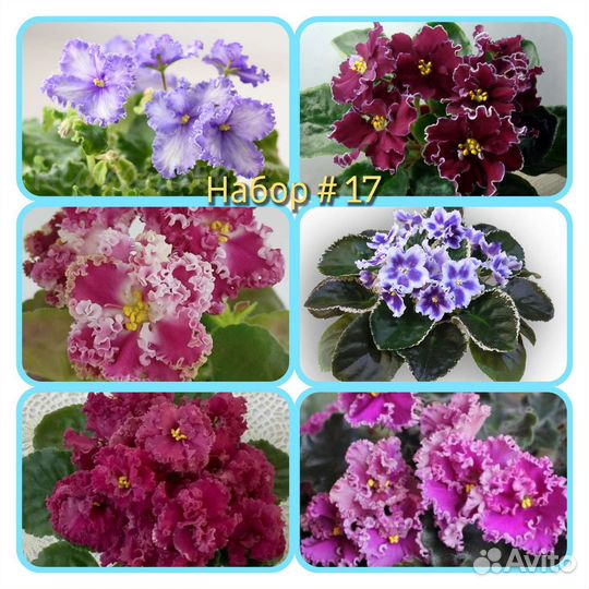 Сортовые фиалки