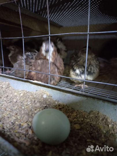 Перепела несушки