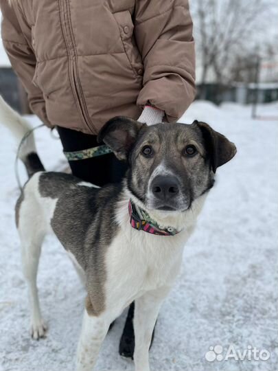 Молодого пса предали и сдали в приют