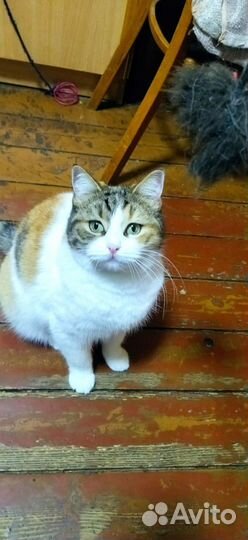 Кошка в дар бесплатно