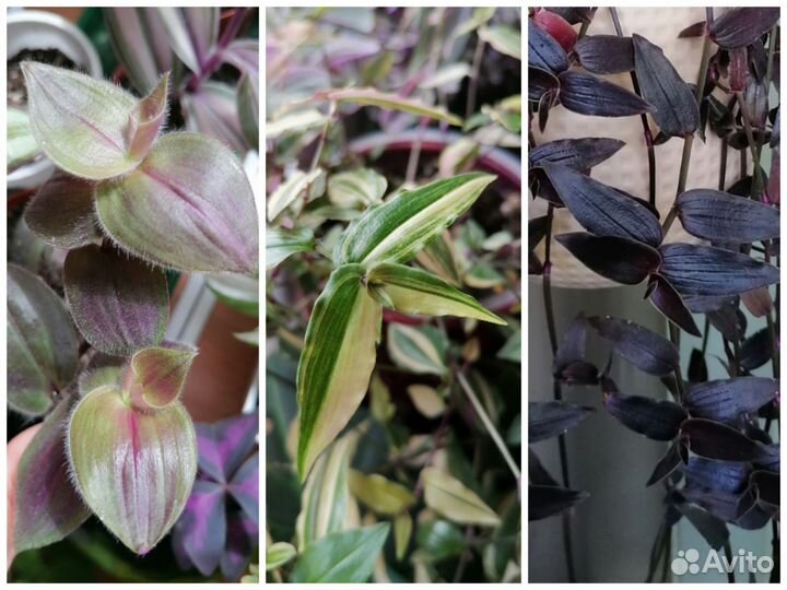 Традесканции