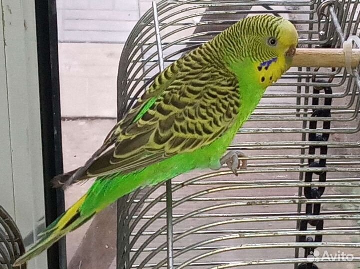 Волнистые попугаи, зрелые, только парами, клетки