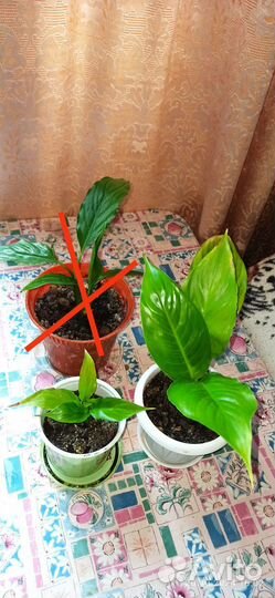 Спатифиллум