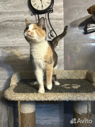 Особенная кошечка