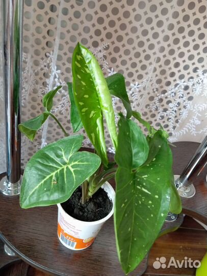 Сингониум панда