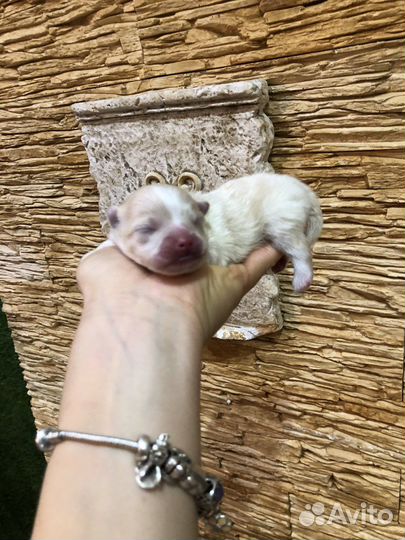 Померанский шпиц мини