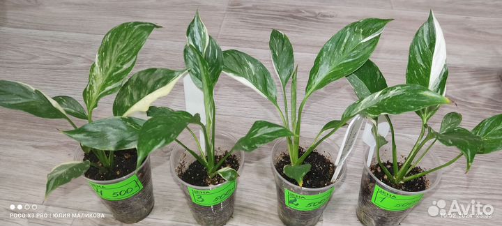 Спатифиллум Джемини, Домино, Сильвер Рейн