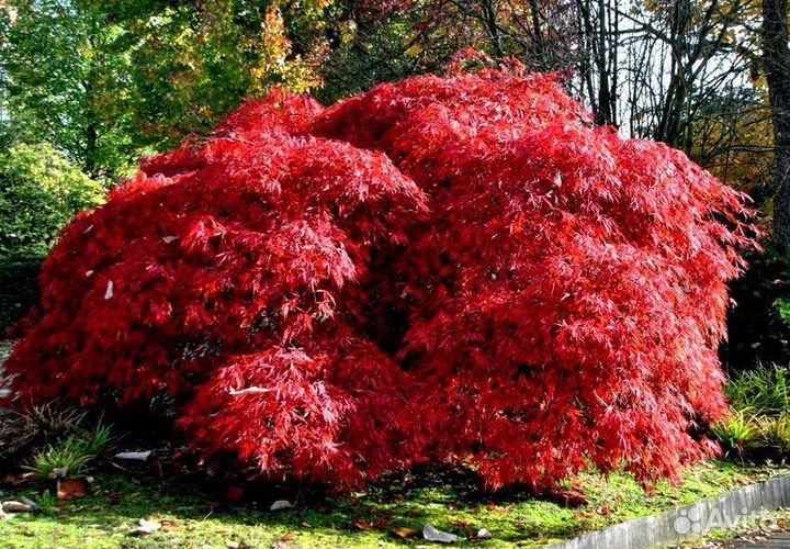 Семена клёна японского красного