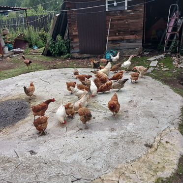 Продам куриц несушек