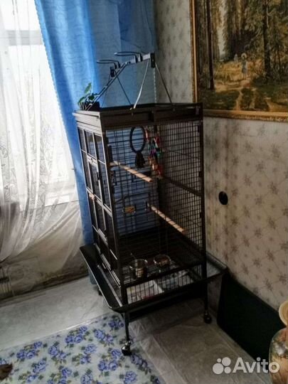 Ожереловый попугай с клеткой