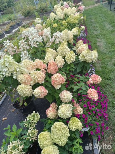 Гортензия метельчатая, древовидная, крупнолистная