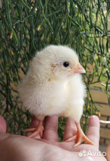 Цыплята бройлеры росс 308 Венгия