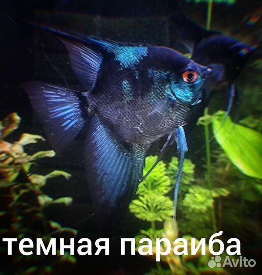 Рыбки скалярии, дискусы