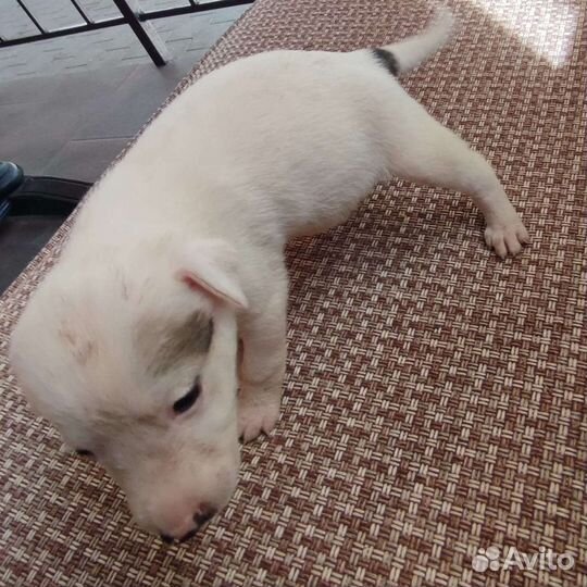 Отдам бесплатно животные