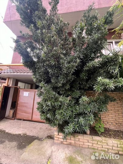 Мармиладовое дерево