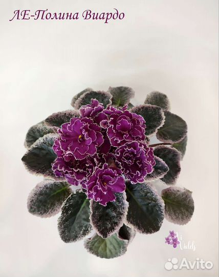 Фиалка (черенки на срез)