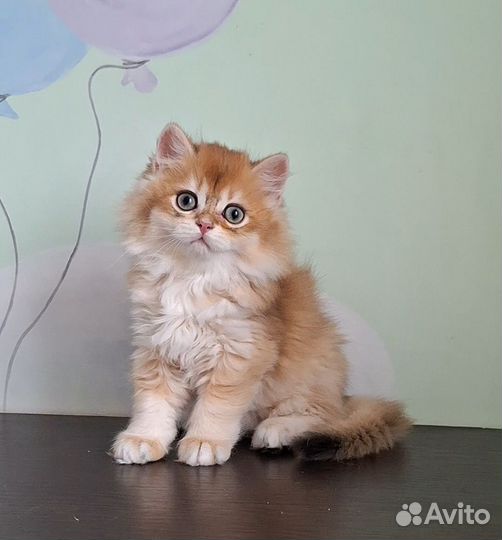 Британский золотой котик