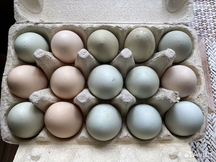 Инкубационное яйцо