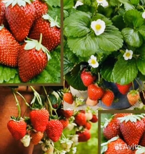 Клубника ремонтантный сорт каскад