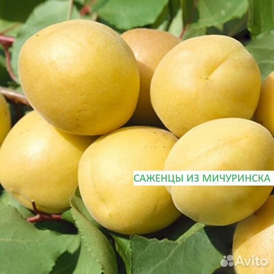 Саженцы плодовых и декоративных культур