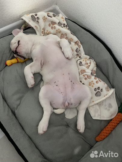 Французский бульдог девочка