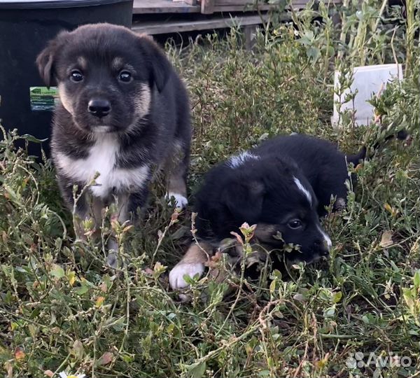 Щенки немецкой овчарки