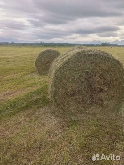 Сено в рулонах