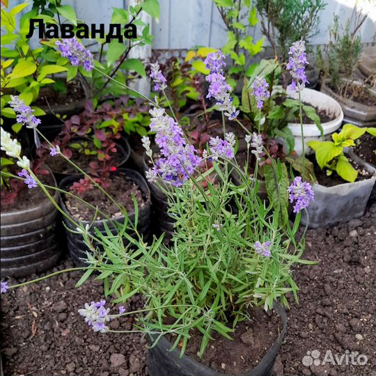 Садовые растения