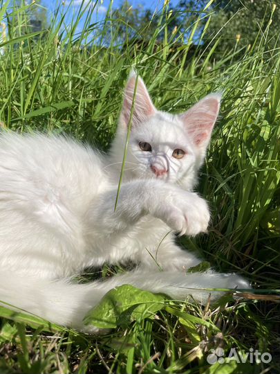 Котята мейн-кун белый