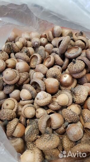 Желуди красного дуба для творчества