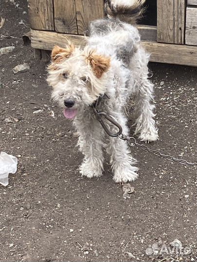 Фокстерьер