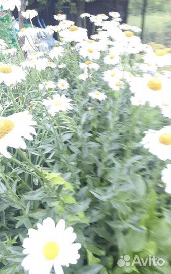 Ромашки садовые