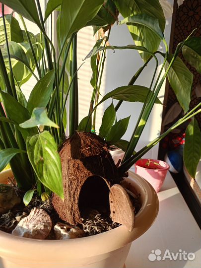 Домик, грот укрытие для аквариума из кокоса