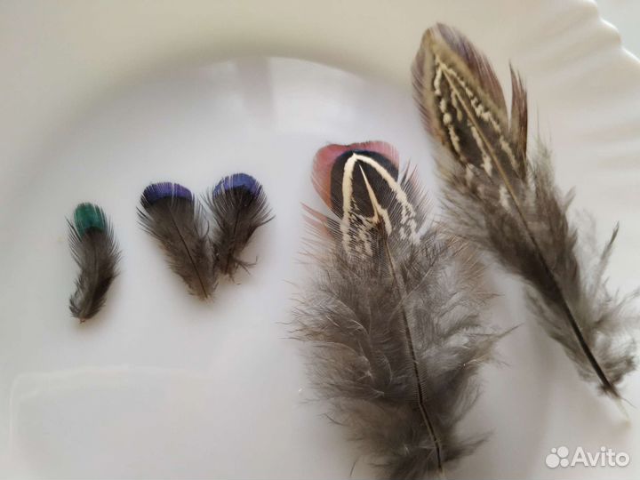 Перья фазана