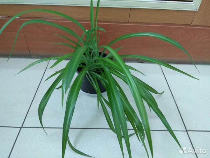 Хлорофитум