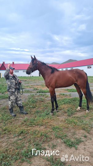 Продам Лошадь кобылу 2 года