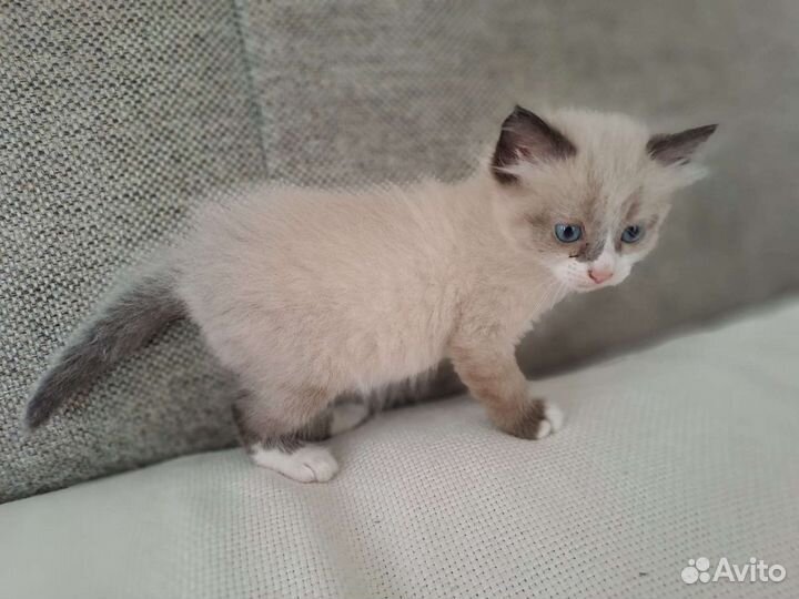 Отдам котят в добрые руки