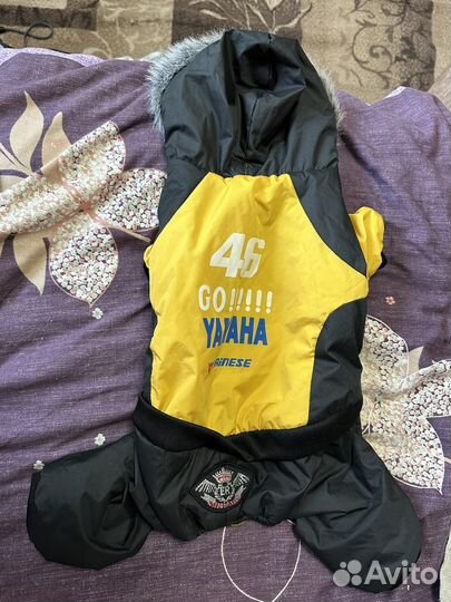 Одежда для собак