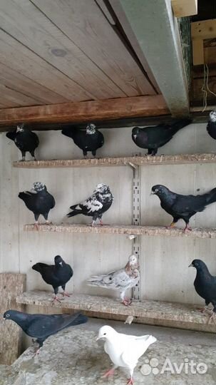 Голуби бакинские Чили