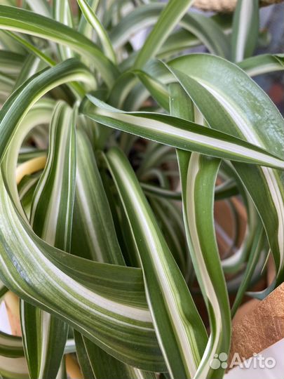 Хлорофитум