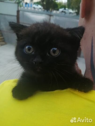 Британская кошка
