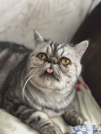 Кошка в дар