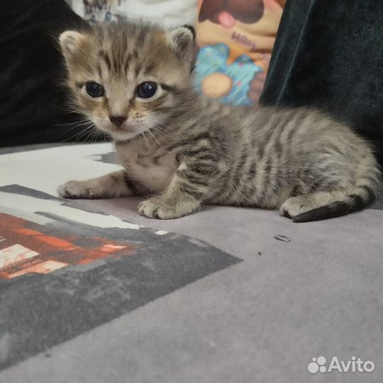 Котята бесплатно