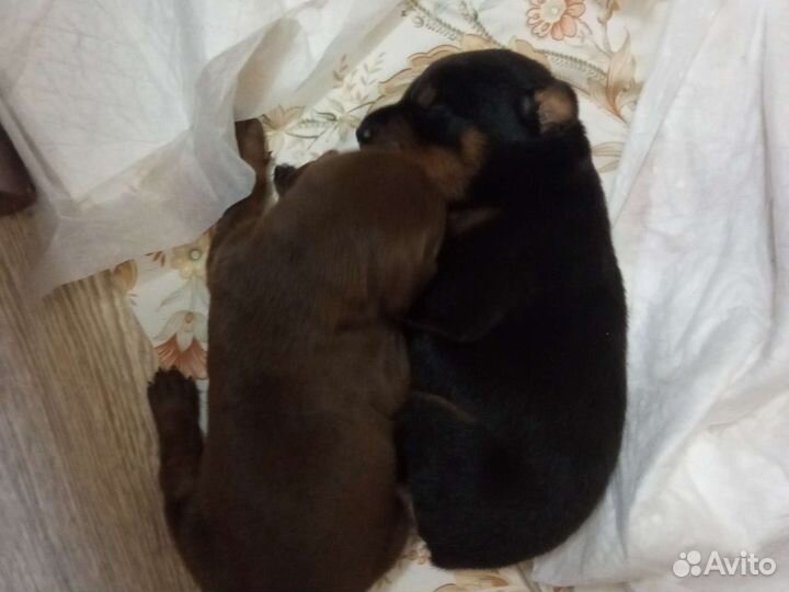 Щенки добермана