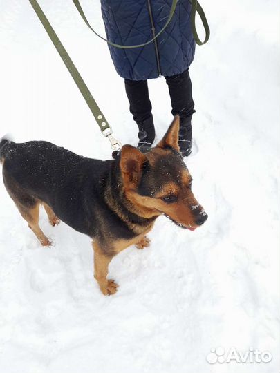 Пальма ищет дом