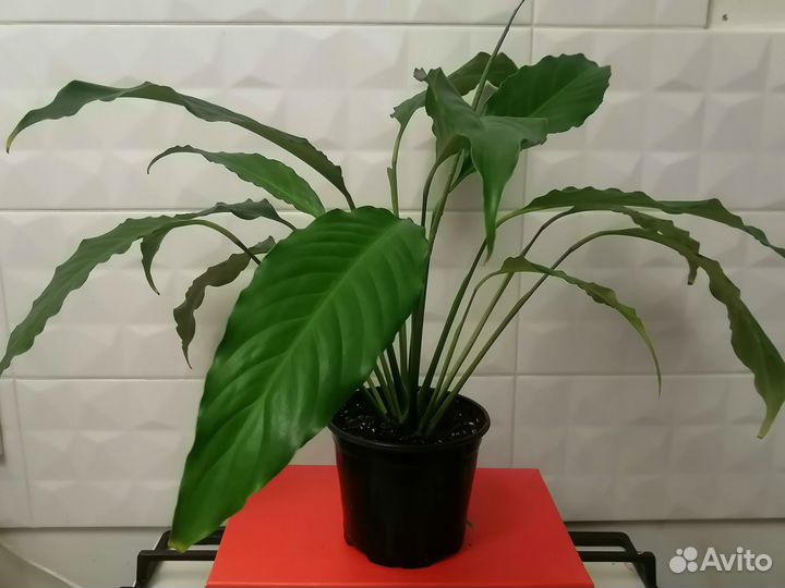 Спатифиллум вариегатный