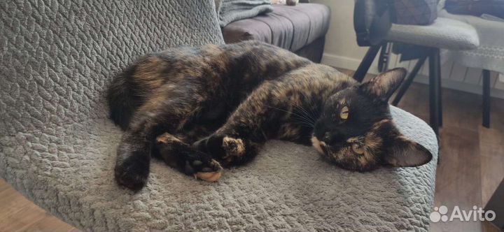Кошка чернрепахового окраса мраморная