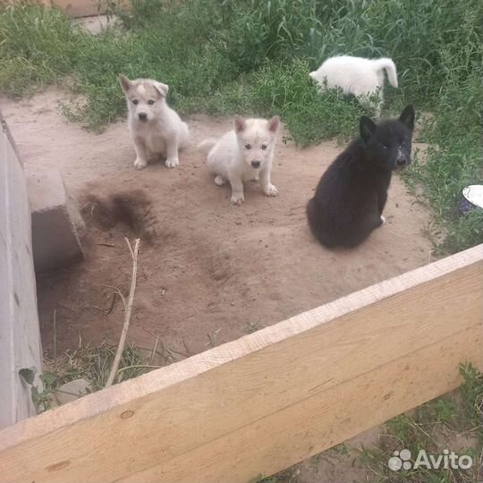 Щенки сибирской хаски мальчики и девочки