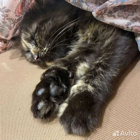 Котенок кошка