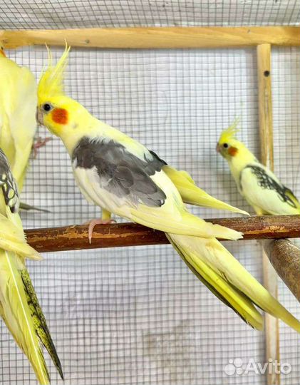 Попугаи корелла и другие